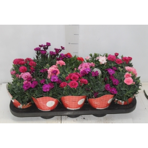DIANTHUS DOBRADO P11