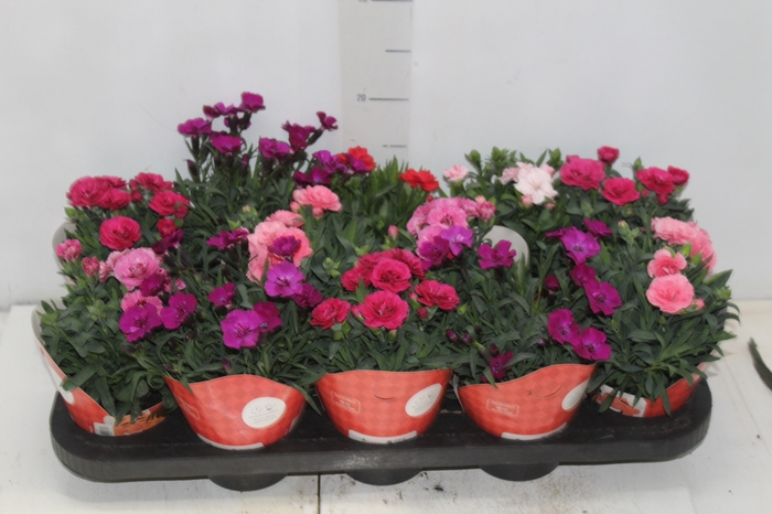 DIANTHUS DOBRADO P11