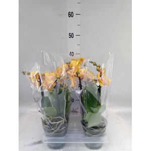 Phalaenopsis multi. 'Limpopo'