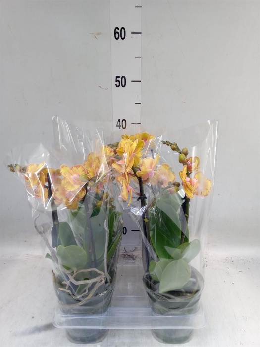 <h4>Phalaenopsis multi. 'Limpopo'</h4>