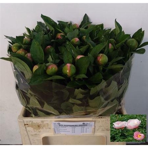 Paeo S Salmon Saucer