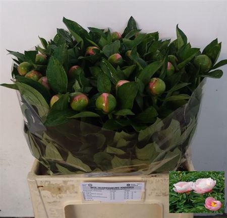 <h4>Paeo S Salmon Saucer</h4>