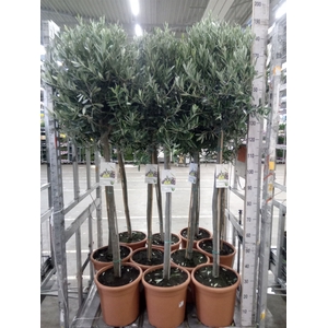 Olea europaea
