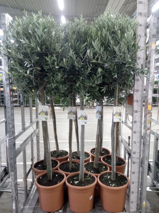 <h4>Olea europaea</h4>