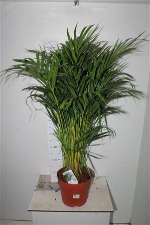 <h4>Dypsis Lutescens 25pp</h4>