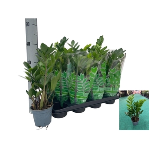 ZAMIO ZAMIIFOLIA