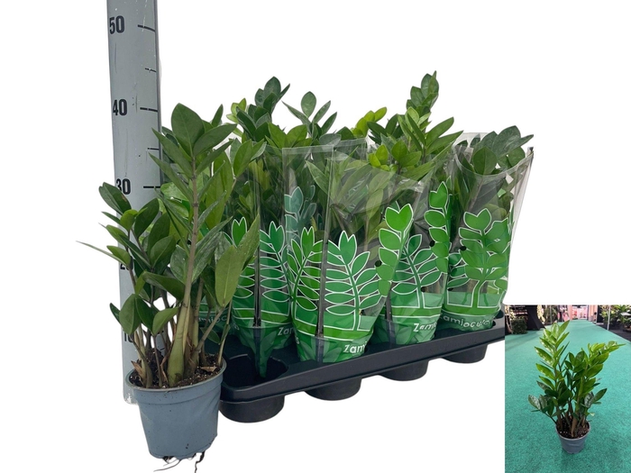 <h4>ZAMIO ZAMIIFOLIA</h4>