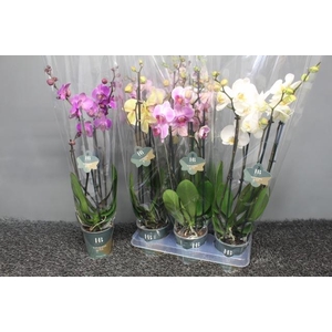 PHAL GEM 4 KL
