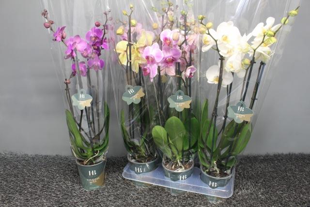 PHAL GEM 4 KL