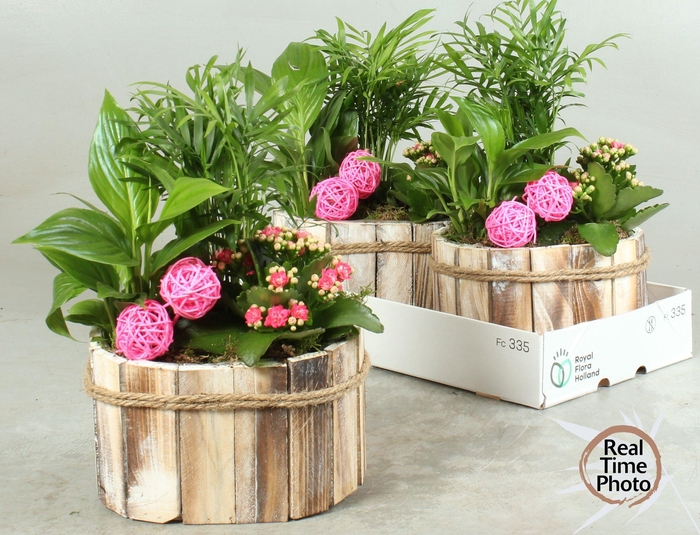 <h4>ARR KAMERPL</h4>