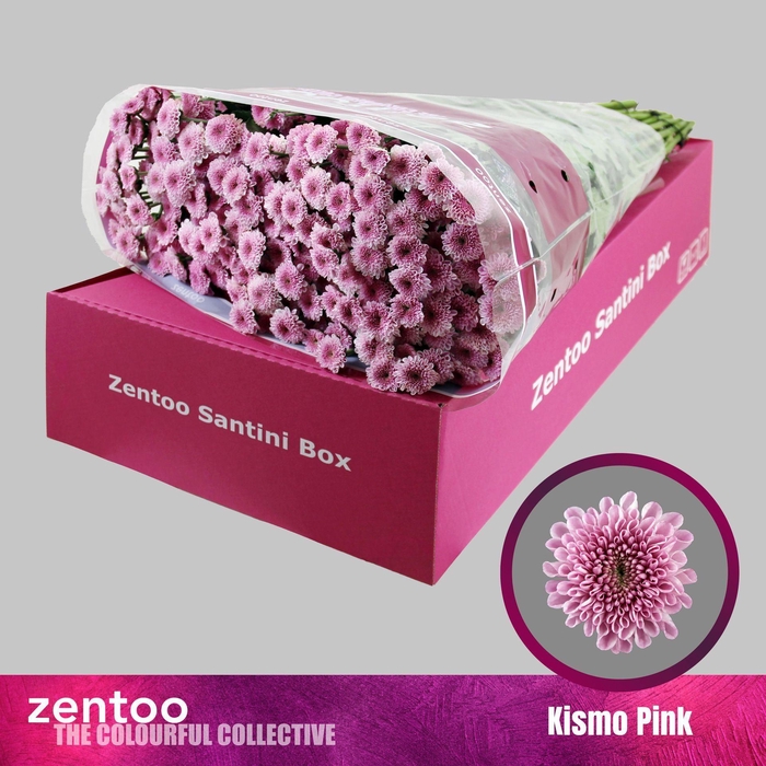 <h4>Chrysanthemum SA 'Kismo Pink'</h4>