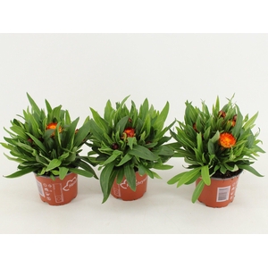 Bracteantha Dreamtime Copper