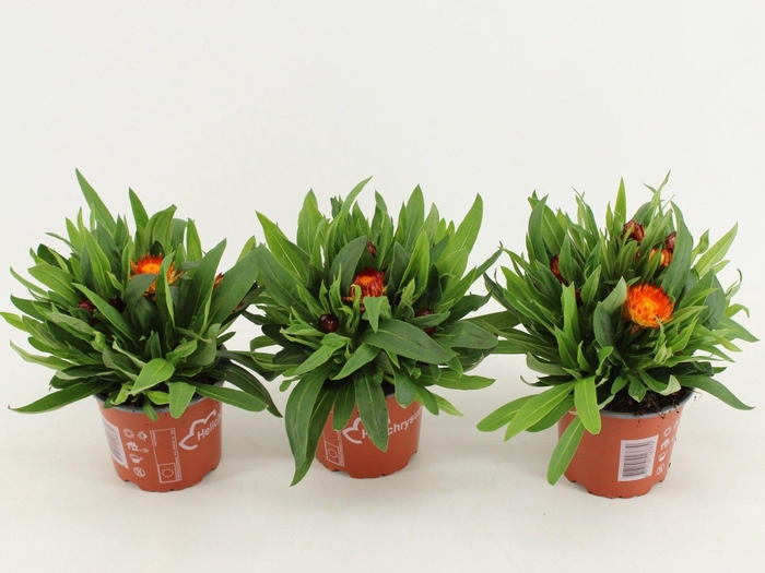 <h4>Bracteantha Dreamtime Copper</h4>