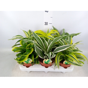 Dracaena   ...mix