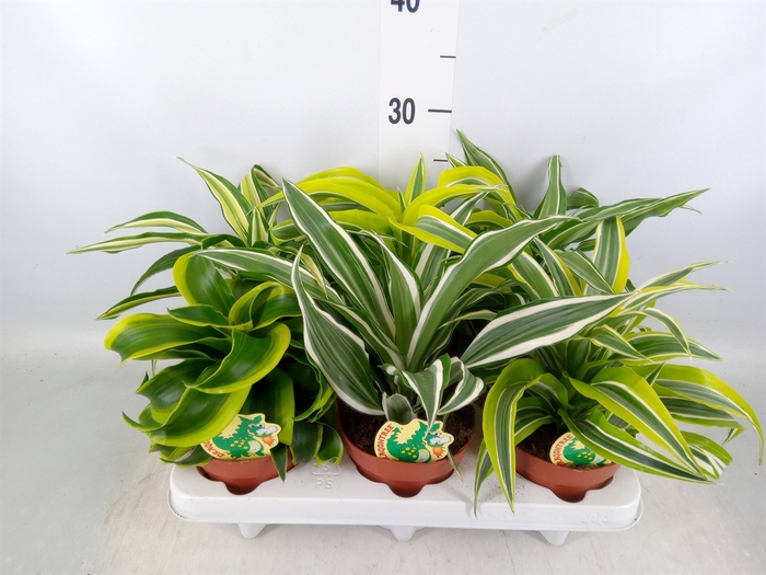 <h4>Dracaena   ...mix</h4>