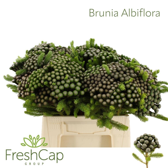 <h4>Brunia albiflora</h4>