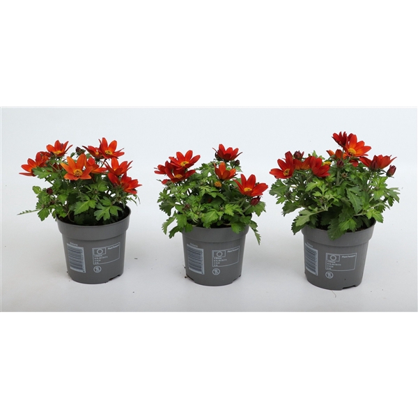 <h4>Bidens 2 Teeth Red Yellow Center</h4>