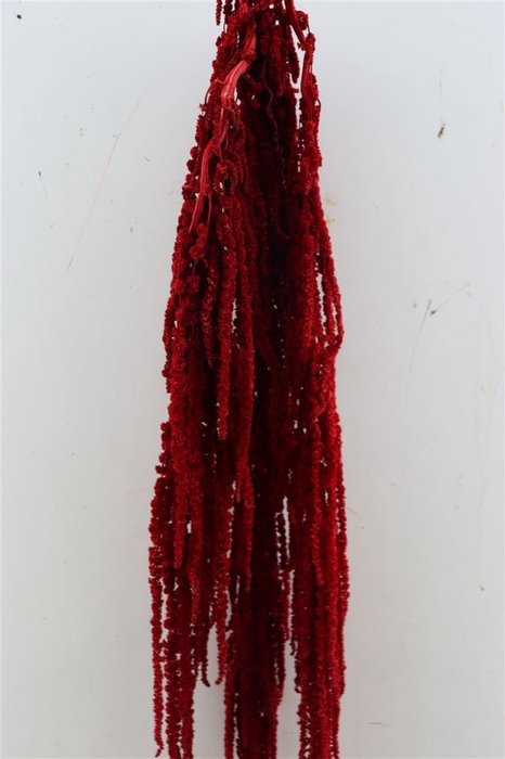 <h4>Pres Amaranthus Caud Red Bunch</h4>