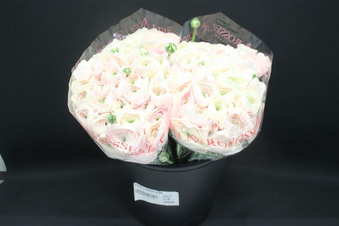 <h4>CLONI X HANOI X100</h4>