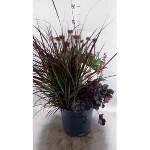 Vaste pltn   ...       [Perennials]