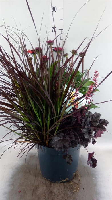 <h4>Vaste pltn   ...       [Perennials]</h4>