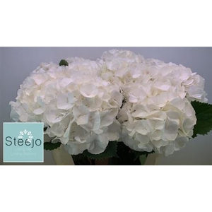 Hydr M Ch Whi Verena 60 Cm