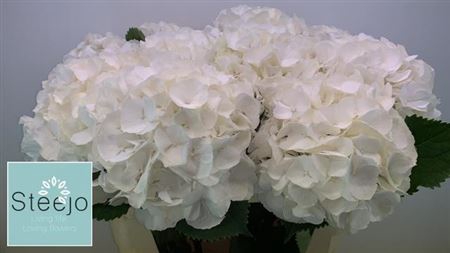 <h4>Hydr M Ch Whi Verena 60 Cm</h4>