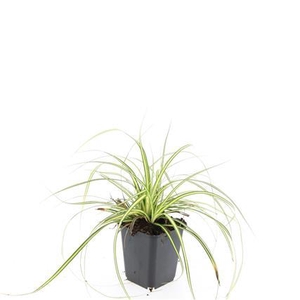 Carex oshim. 'Evergold'