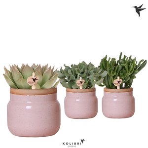 Kolibri Greens Succulenten mix in Vintage Bowl pot pink