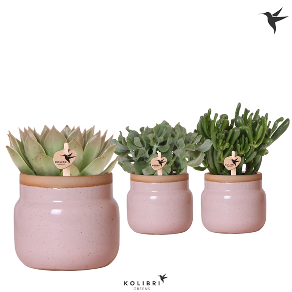 <h4>Kolibri Greens Succulenten mix in Vintage Bowl pot pink</h4>