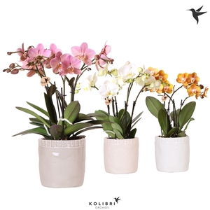 Kolibri Orchids Phalaenopsis Jewel mix in Stones pot mix