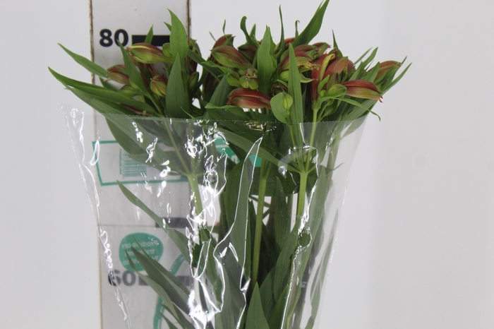 <h4>ALSTROEMERIA CHEERIO 080 CM</h4>