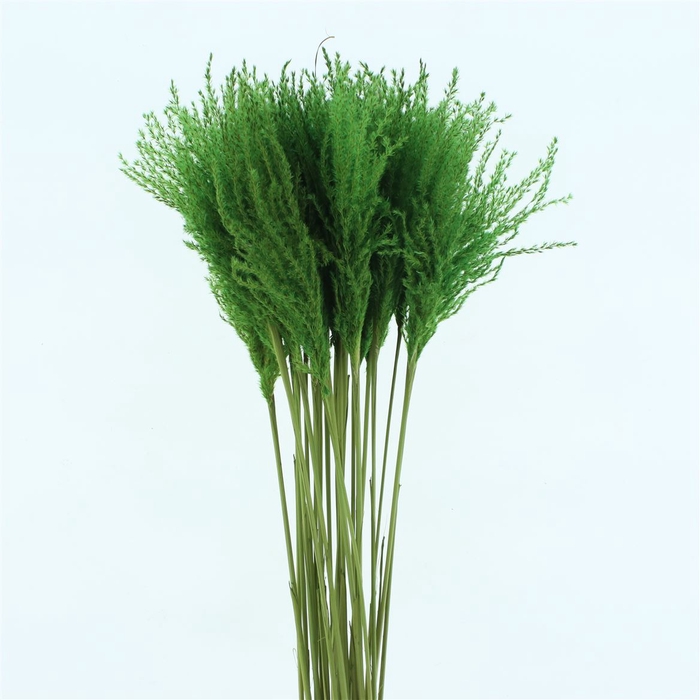 <h4>Dried Stipa Feather Groen</h4>