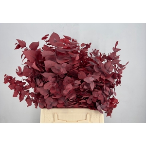 Euc. Stuart Preserved Red Short