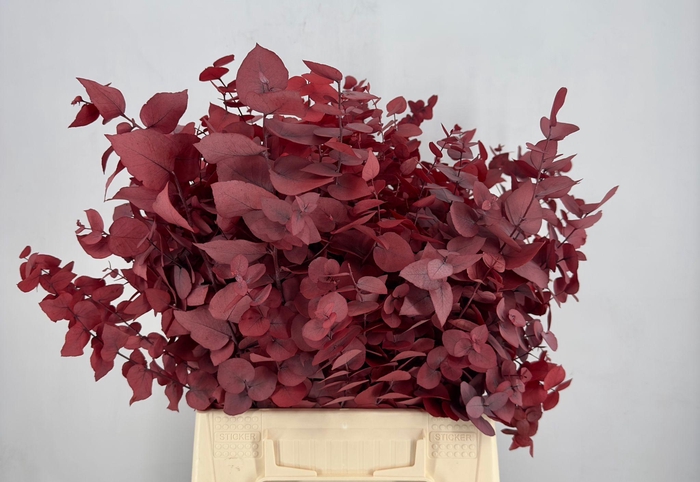 Euc. Stuart Preserved Red Short