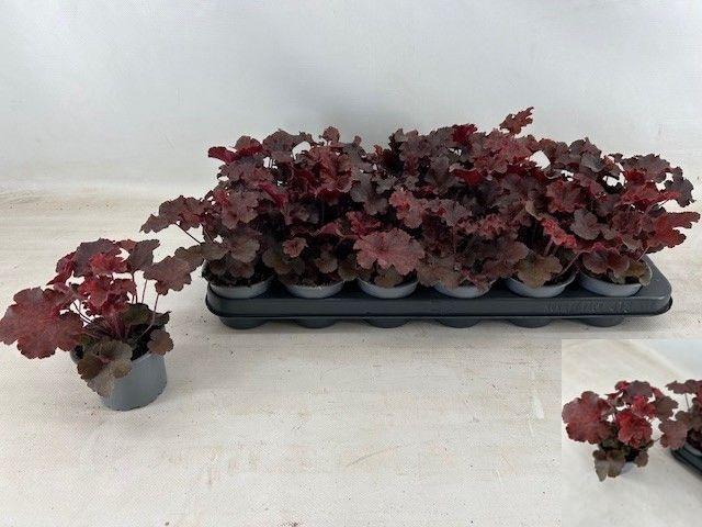 <h4>HEUCH AMERICANA</h4>