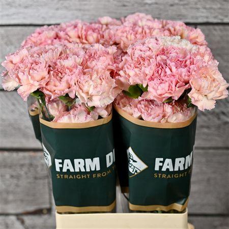 <h4>Di St Sorbet</h4>