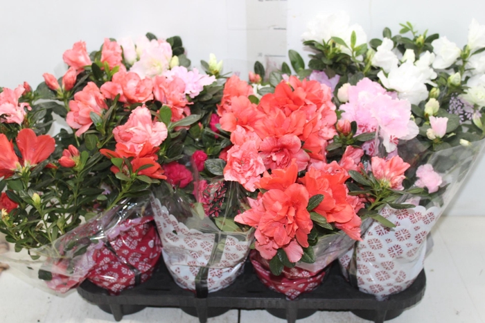 <h4>AZALEIA P14</h4>