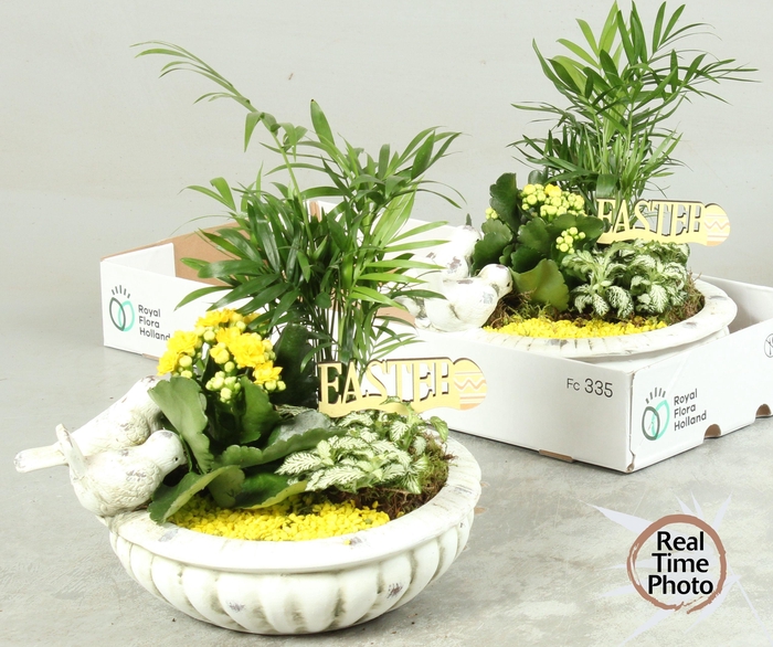 <h4>ARR KAMERPL</h4>