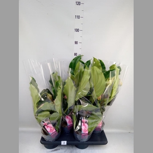 Medinilla magn.