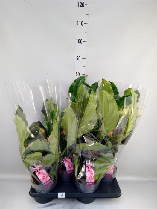 <h4>Medinilla magn.</h4>