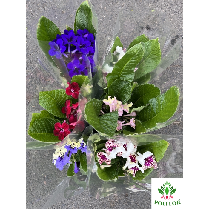 <h4>Streptocarpus Mix 13Ø 35cm</h4>