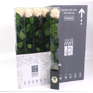 Rosa Preserved Stem 50cm Pearlecent Ivory