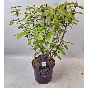 Callicarpa bodinieri Profusion