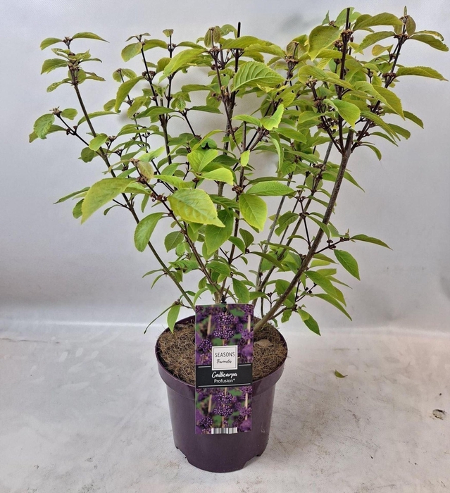 <h4>Callicarpa bodinieri Profusion</h4>