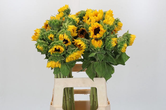 <h4>Helianthus Orange Fire</h4>