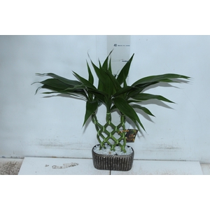 BAMBU ALADIN CERAMICA