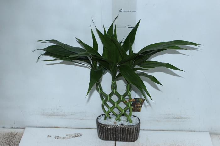 <h4>BAMBU ALADIN CERAMICA</h4>