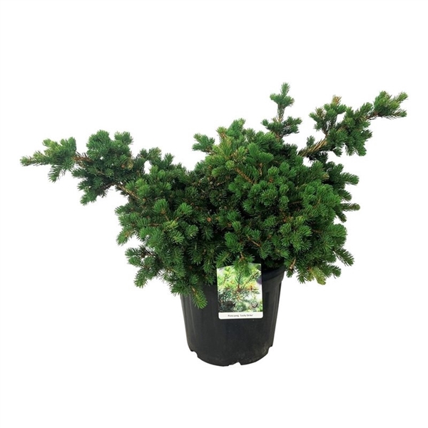 <h4>Picea pung. 'Lucky Strike'</h4>