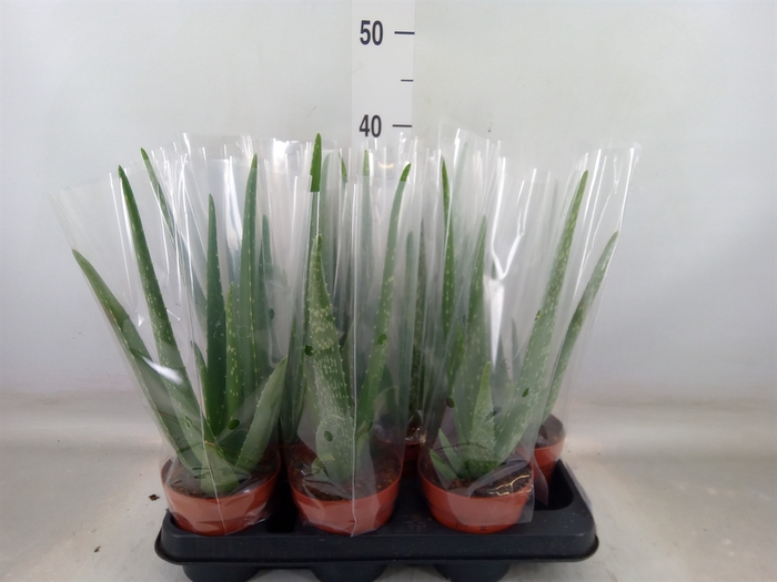 <h4>Aloe vera</h4>